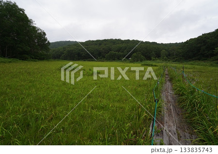 長野県カヤノ平　北ドブ湿原　木道途中から進行方向（北方面）を見る　2025年8月6日 133835743