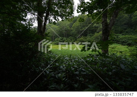 長野県カヤノ平 北ドブ湿原 木道途中から湿原を見る 2025年8月6日 長野県カヤノ平 北ドブ湿原 木道途中から湿原を見る 2025年8月6日 133835747