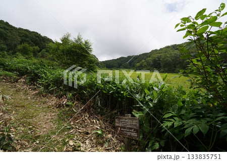 長野県カヤノ平 北ドブ湿原 木道途中から湿原の南方面(入口方面)を見る 2025年8月6日 長野県カヤノ平 北ドブ湿原 木道途中から湿原の南方面(入口方面)を見る 2025年8月6日 133835751