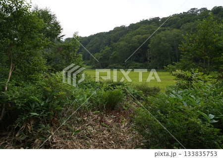 長野県カヤノ平　北ドブ湿原　木道途中から湿原の中央方面を見る　2025年8月6日 133835753