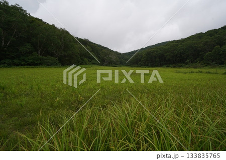 長野県カヤノ平　北ドブ湿原　木道途中から湿原の南方面（入口方面）を見る　2025年8月6日 133835765