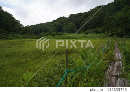 長野県カヤノ平 北ドブ湿原 木道途中から湿原の南方面(入口方面)を見る 2025年8月6日 長野県カヤノ平 北ドブ湿原 木道途中から湿原の南方面(入口方面)を見る 2025年8月6日 133835766