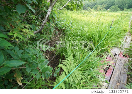 長野県カヤノ平　北ドブ湿原　湿原の入口付近　2025年8月6日 133835771