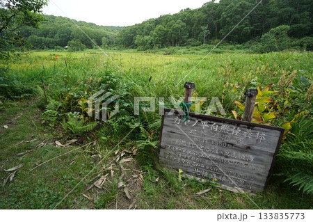 長野県カヤノ平 北ドブ湿原 湿原の入口付近から見る北ドブ湿原 2025年8月6日 長野県カヤノ平 北ドブ湿原 湿原の入口付近から見る北ドブ湿原 2025年8月6日 133835773