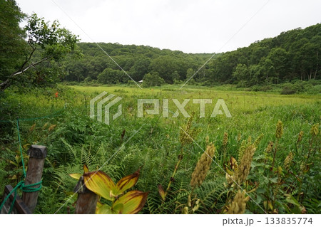 長野県カヤノ平 北ドブ湿原 湿原の入口付近から見る北ドブ湿原 2025年8月6日 長野県カヤノ平 北ドブ湿原 湿原の入口付近から見る北ドブ湿原 2025年8月6日 133835774