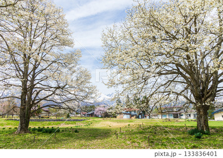春の長野県白馬村　四十九院のこぶし 133836401