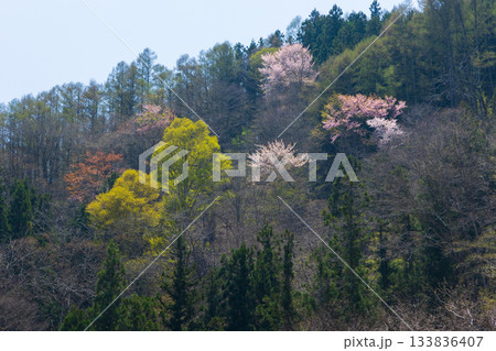 春の長野県白馬村 山に咲く桜 春の長野県白馬村 山に咲く桜 133836407