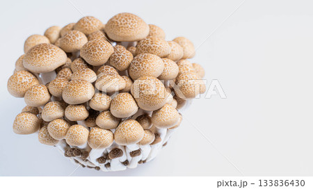 白背景に置かれた新鮮なぶなしめじ 133836430