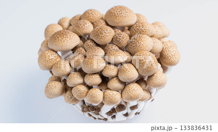 白背景に置かれた新鮮なぶなしめじ 133836431