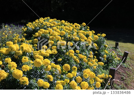 満開のせんじゅぎくの花 133836486