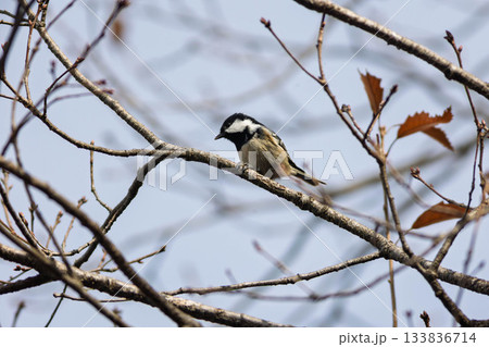 枝に止まるヒガラ 133836714