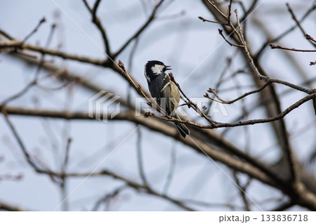 枝に止まるヒガラ 枝に止まるヒガラ 133836718