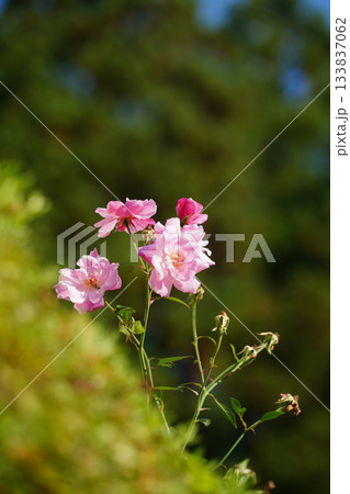 京都大原の里に咲く薔薇の花 京都大原の里に咲く薔薇の花 133837062