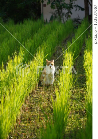 稲が刈り取られた水田にいる猫 稲が刈り取られた水田にいる猫 133837067