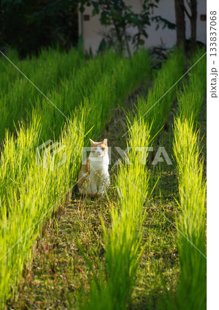 稲が刈り取られた水田にいる猫 133837068