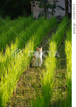 稲が刈り取られた水田にいる猫 稲が刈り取られた水田にいる猫 133837071