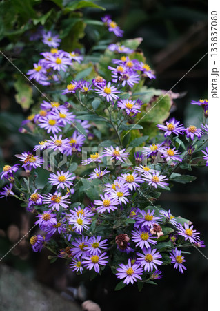 京都大原の住居の前に咲く菊 133837080