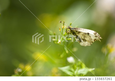 ツマキチョウ 133837261