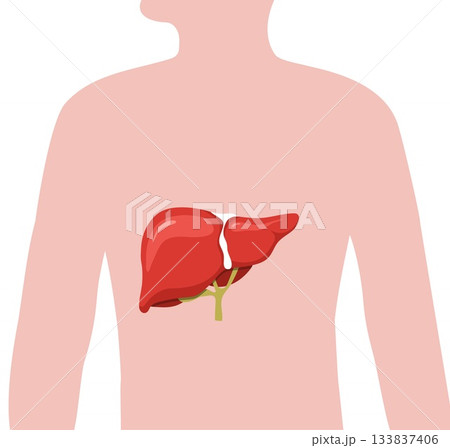 Internal organ disease treatment. Liver anatomy illustration for cancer or hepatitis. Vector icon Internal organ disease treatment. Liver anatomy illustration for cancer or hepatitis. Vector icon 133837406