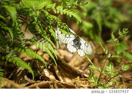 ウスバシロチョウ ウスバシロチョウ 133837437