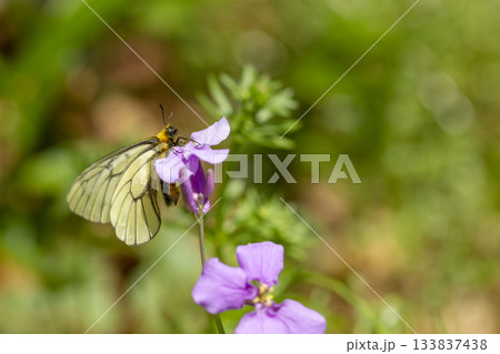 ウスバシロチョウ ウスバシロチョウ 133837438