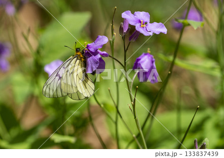 ウスバシロチョウ ウスバシロチョウ 133837439