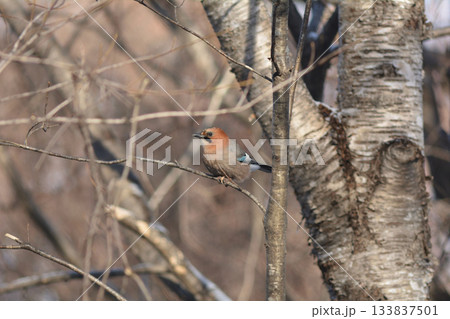 ミヤマカケス　北海道 133837501