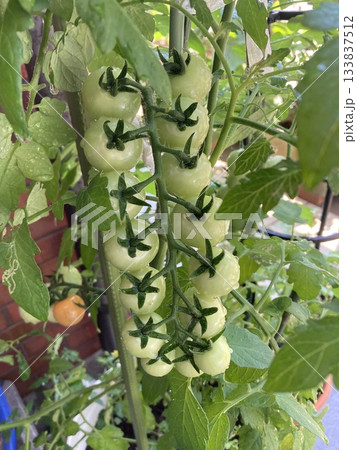 ベランダ農園で育つ、お行儀のいいミニトマトたち 133837512