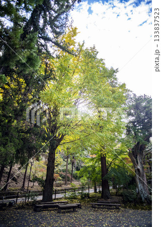 鎌倉2511 浄智寺7 黄葉 鎌倉2511 浄智寺7 黄葉 133837523