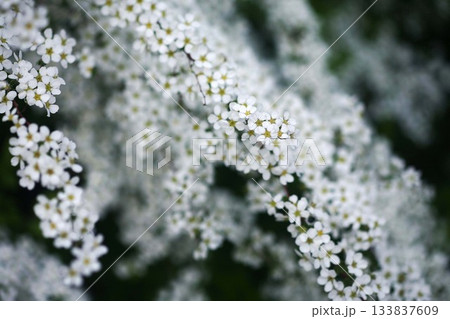 咲き揃った雪柳の花 咲き揃った雪柳の花 133837609