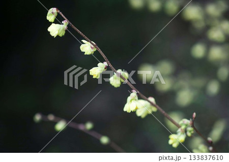 ヒュウガミズキ 淡い黄色の花 ヒュウガミズキ 淡い黄色の花 133837610