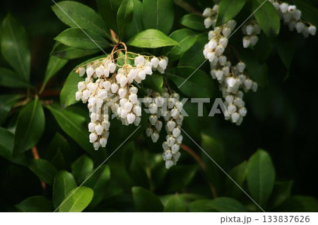 白いアセビの花 白いアセビの花 133837626
