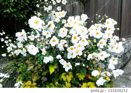 古民家の片隅に鮮やかにしなやかに清らかに咲き誇る白い秋明菊　菊と名前がつくが実はアネモネ科 133838252
