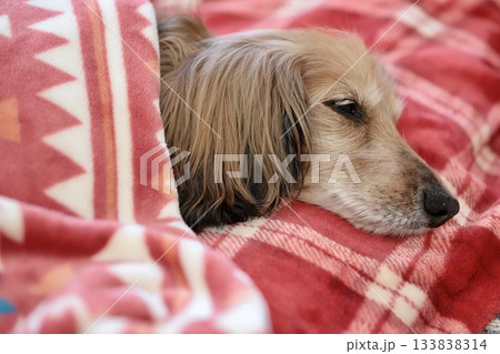 寒い日に毛布に包まって寝ている高齢のミニチュアダックス 寒い日に毛布に包まって寝ている高齢のミニチュアダックス 133838314