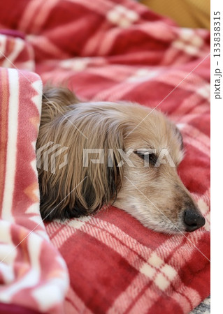 寒い日に毛布に包まって寝ている高齢のミニチュアダックス 133838315