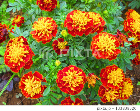 花壇のオレンジ色のマリーゴールドの花の風景 133838320