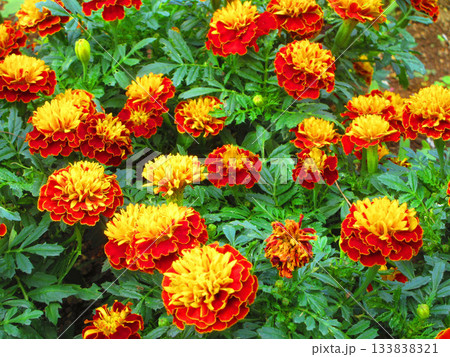 花壇のオレンジ色のマリーゴールドの花の風景 花壇のオレンジ色のマリーゴールドの花の風景 133838321