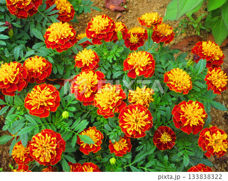花壇のオレンジ色のマリーゴールドの花の風景 133838322