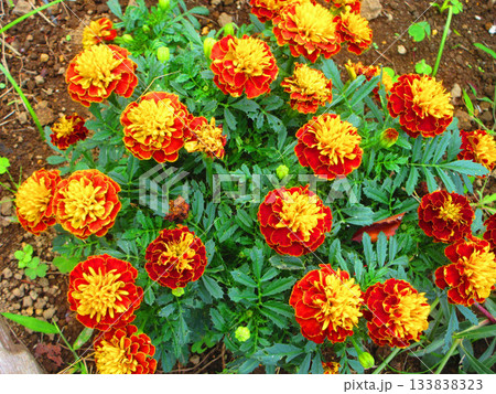 花壇のオレンジ色のマリーゴールドの花の風景 133838323