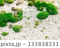 粗い砂地の上の浮島のような苔 133838331