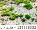粗い砂地の上の浮島のような苔 133838332