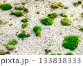 粗い砂地の上の浮島のような苔 133838333