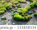 粗い砂地の上の浮島のような苔 133838334