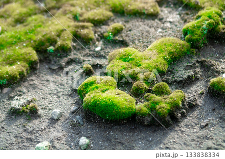 粗い砂地の上の浮島のような苔 133838334