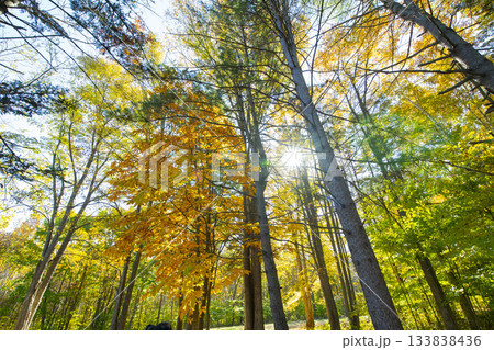 北海道の紅葉 北海道の紅葉 133838436
