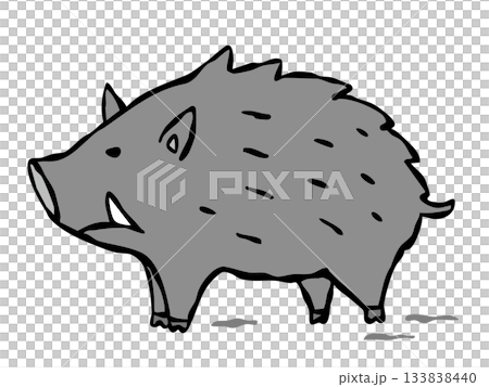 Wild boar 133838440