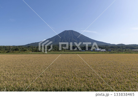 秋の稲作畑 北海道 秋の稲作畑 北海道 133838465