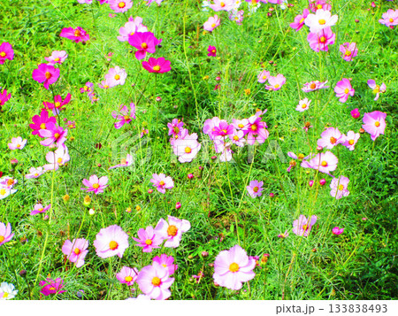 都市農業公園(東京都足立区)のコスモス畑の風景(2025年撮影) 都市農業公園(東京都足立区)のコスモス畑の風景(2025年撮影) 133838493