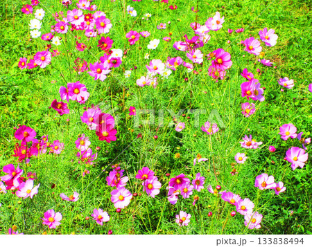 都市農業公園(東京都足立区)のコスモス畑の風景(2025年撮影) 都市農業公園(東京都足立区)のコスモス畑の風景(2025年撮影) 133838494