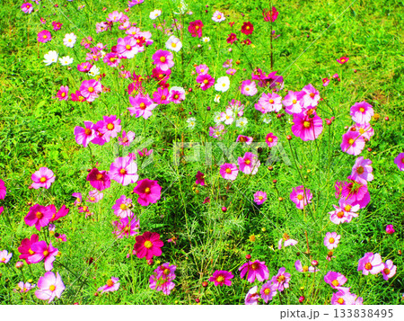 都市農業公園(東京都足立区)のコスモス畑の風景(2025年撮影) 都市農業公園(東京都足立区)のコスモス畑の風景(2025年撮影) 133838495